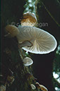 %_tempFileNameS1404Fungi%