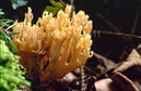 %_tempFileNameS1608fungi%