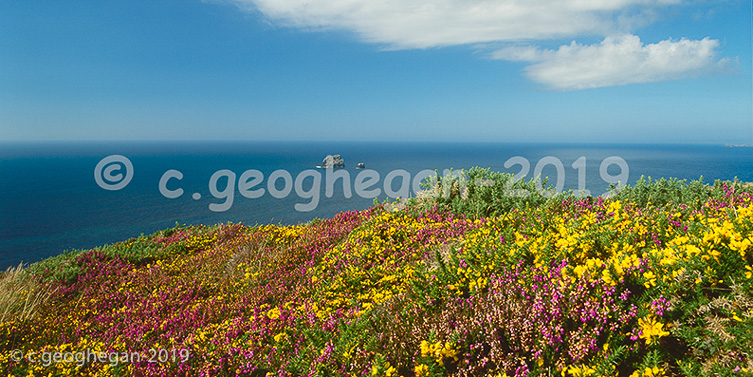 Over Summer Flowers towards Bawden Rock