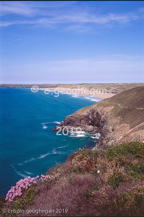 Summer flowers on a walk to Perranporth