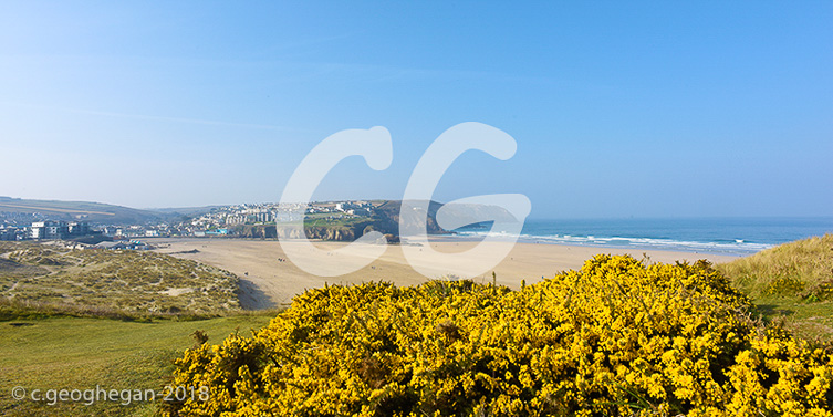  Flowers on the Dunes, Perranporth