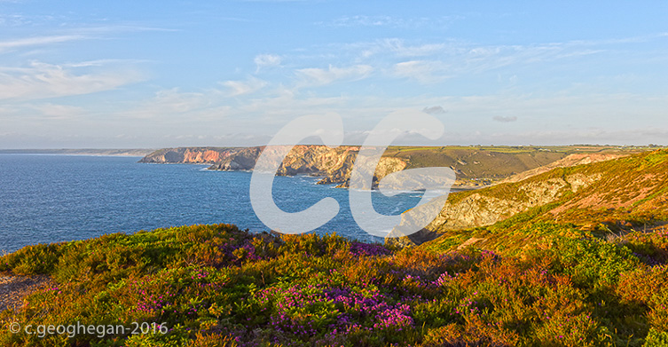 Evening and Summer flowers. St Agnes, Trevaunance with Cligga,  and Trevellas with Perranporth in the far distance