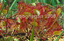 %_tempFileNameS1229WFDrosera%