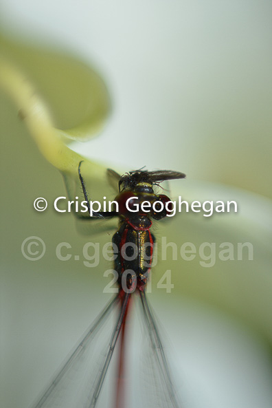 damselfly with prey