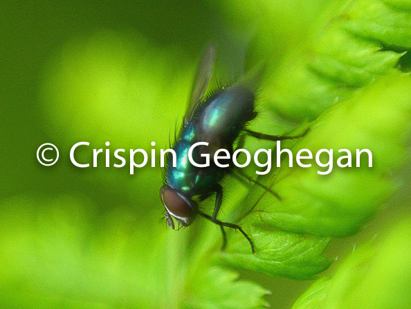 green bottle fly