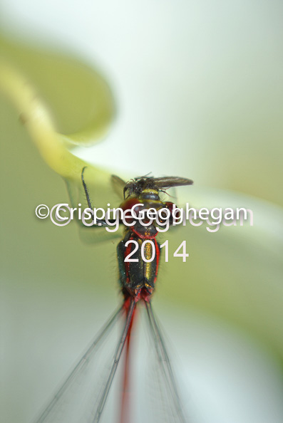 eating a fly, , Large Red Damselfly Pyrrhosoma nymphula (Male)