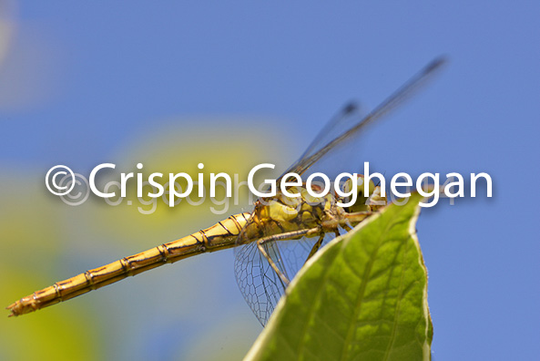 Common Darter, Sympetrum striolatum (female)