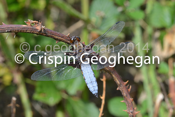 Broad bodied Chaser, Libellula depressa (male)