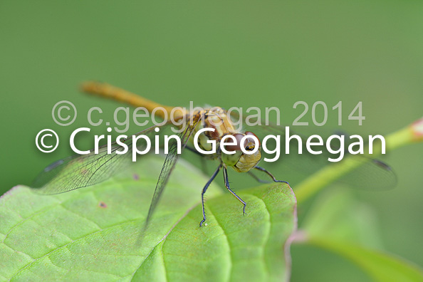 Common Darter, Sympetrum striolatum (female)