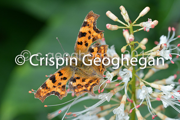 Comma butterfly; Polygonia c-album