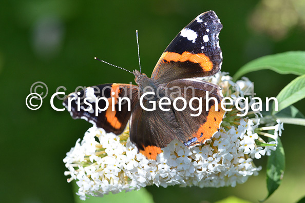 Red Admiral, Vanessa atalanta