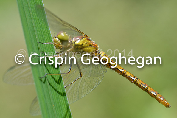 Common Darter, Sympetrum striolatum (female)