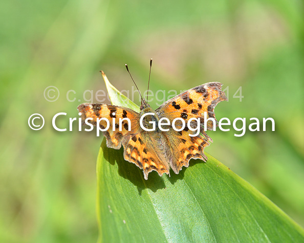 Comma butterfly; Polygonia c-album