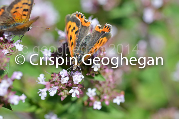 Common Copper (Lycaena phlaeas)