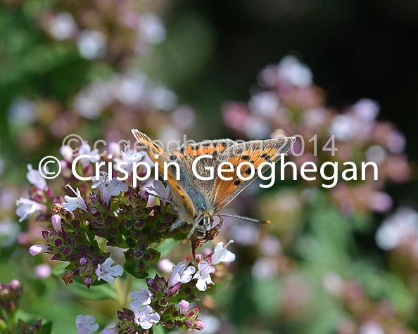 Common Copper (Lycaena phlaeas)