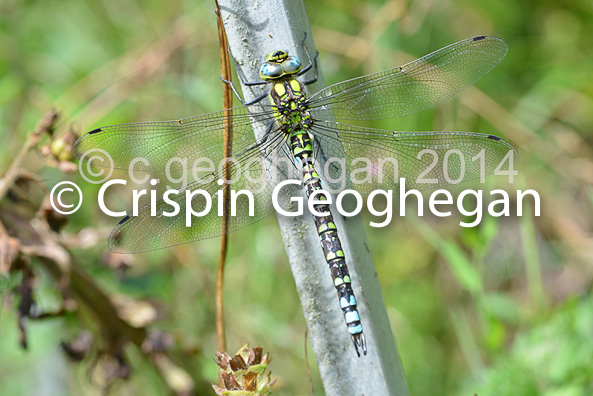 Aeshna cyanea, Southern Hawker (male) 