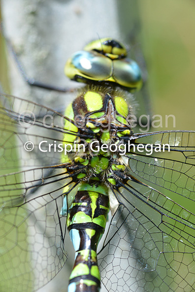 Aeshna cyanea, Southern Hawker (male) 