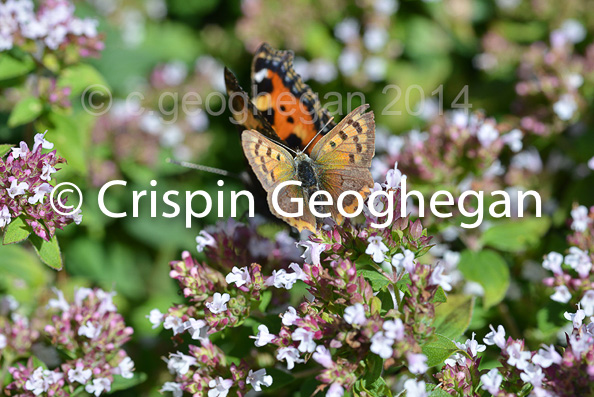 small tortoiseshell,  Aglais urticae being driven off a flower by a Common Copper (Lycaena phlaeas)