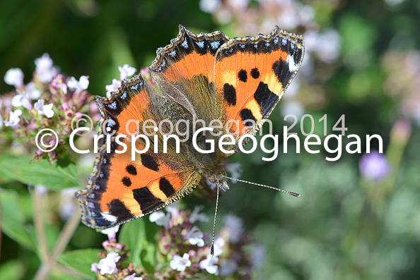 small tortoiseshell,  Aglais urticae