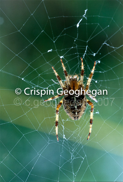 Garden Cross Spider, Araneus diadematus Spider