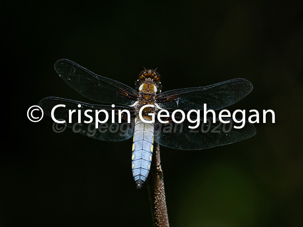 Broad bodied Chaser, Libellula depressa (male)