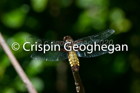 Broad bodied Chaser, Libellula depressa (male)