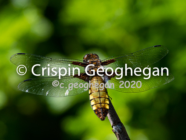 Broad bodied Chaser, Libellula depressa (male)