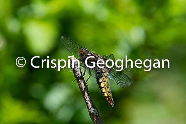 Broad bodied Chaser, Libellula depressa (male)