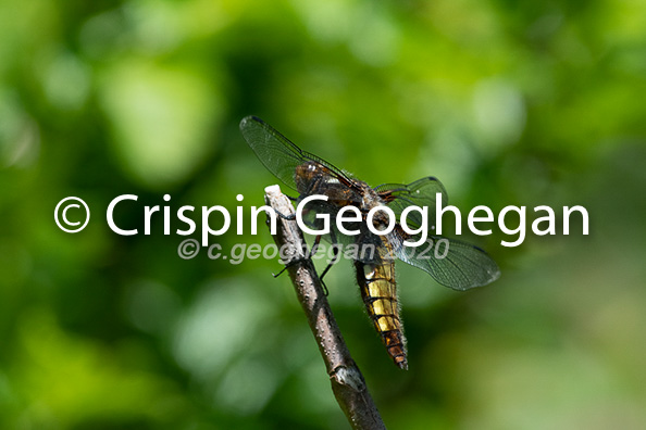 Broad bodied Chaser, Libellula depressa (male)