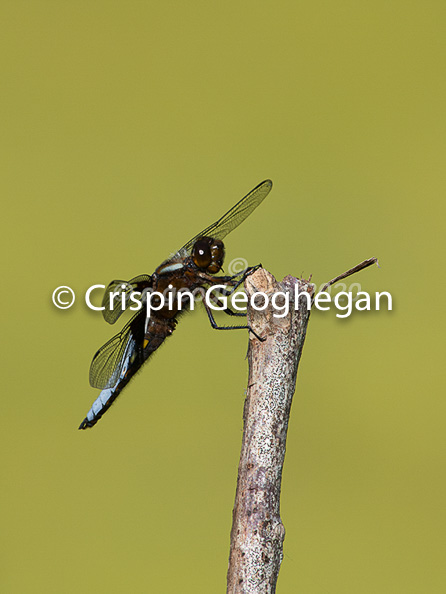 Broad bodied Chaser, Libellula depressa (male)