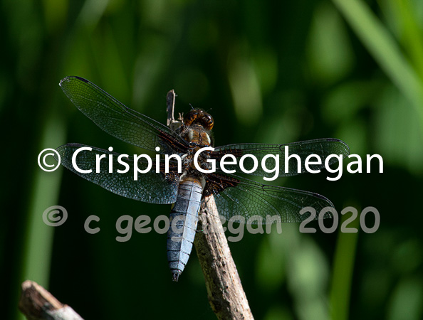 Broad bodied Chaser, Libellula depressa (male)