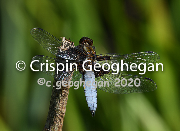 Broad bodied Chaser, Libellula depressa (male)