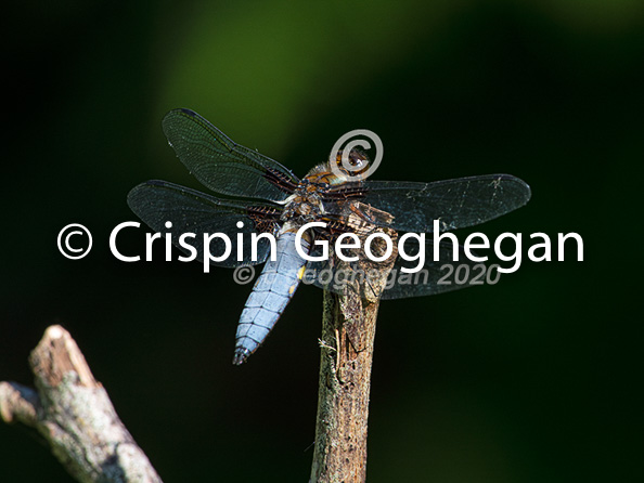 Broad bodied Chaser, Libellula depressa (male)