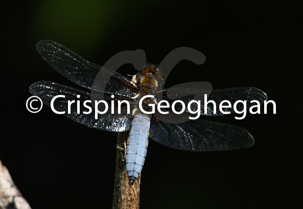 Broad bodied Chaser, Libellula depressa (male)