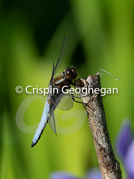 Broad bodied Chaser, Libellula depressa (male)