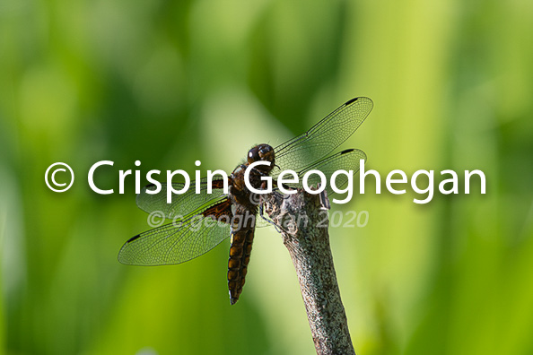 Broad bodied Chaser, Libellula depressa (male)