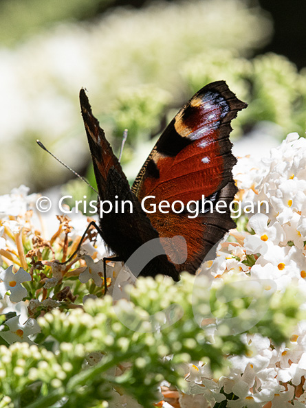 Peacock Butterfly, Aglais io