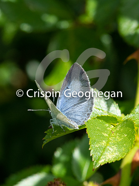 Holly blue (Celastrina argiolus, female)