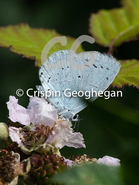 Holly blue (Celastrina argiolus, female)