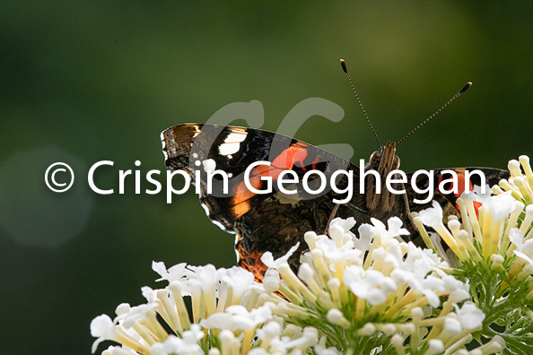 Red Admiral, Vanessa atalanta