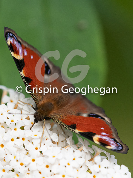 Peacock Butterfly, Aglais io