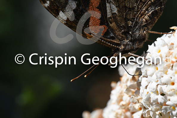 Red Admiral, Vanessa atalanta