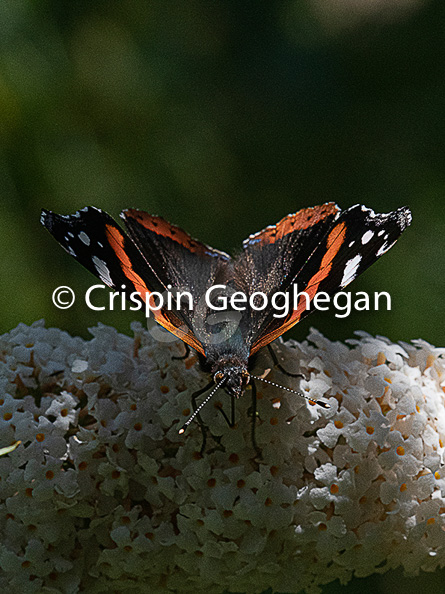 Red Admiral, Vanessa atalanta