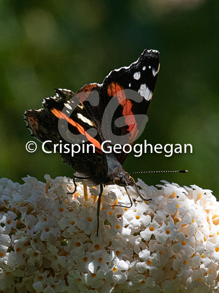 Red Admiral, Vanessa atalanta