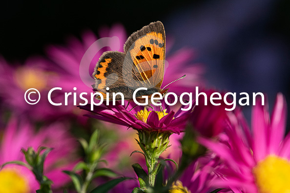 Small Copper, 
Lycaena phlaeas