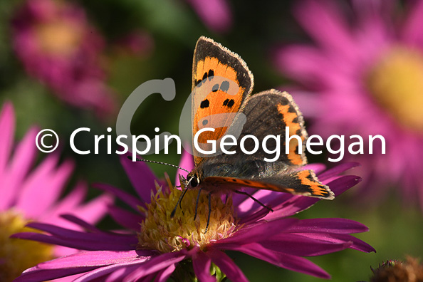 Small Copper, 
Lycaena phlaeas