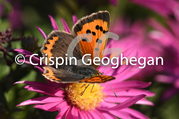 Small Copper, 
Lycaena phlaeas