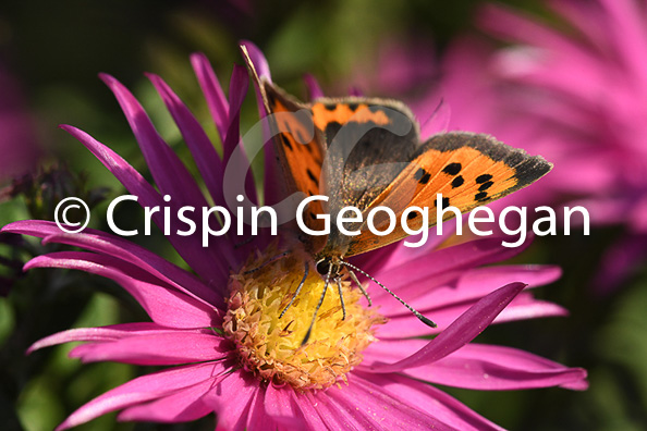 Small Copper, 
Lycaena phlaeas