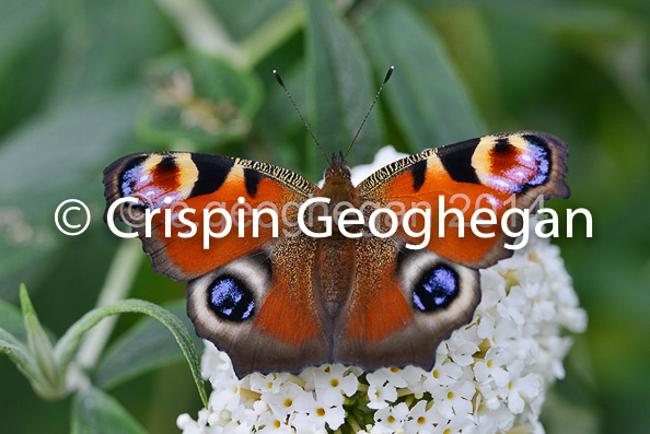 Peacock Butterfly,  Aglais io