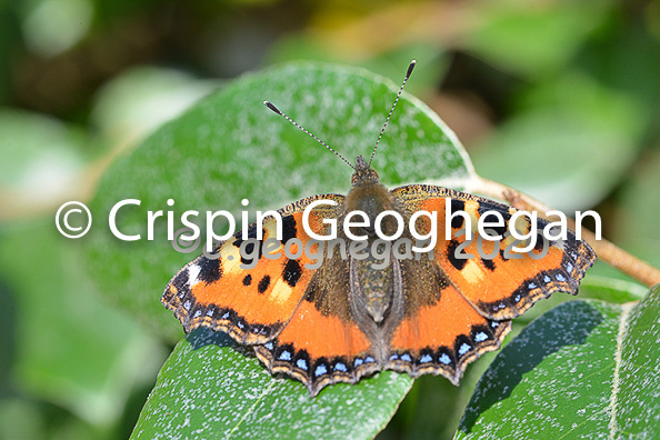 Painted Lady, Vanessa cardui.